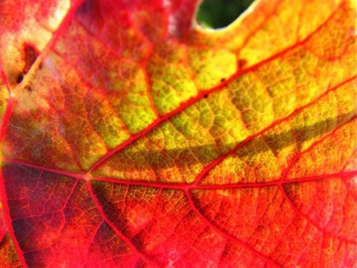 Дегустация «Мир Пино Нуар»