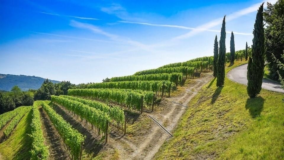 Дегустация Редкие сорта винограда-9