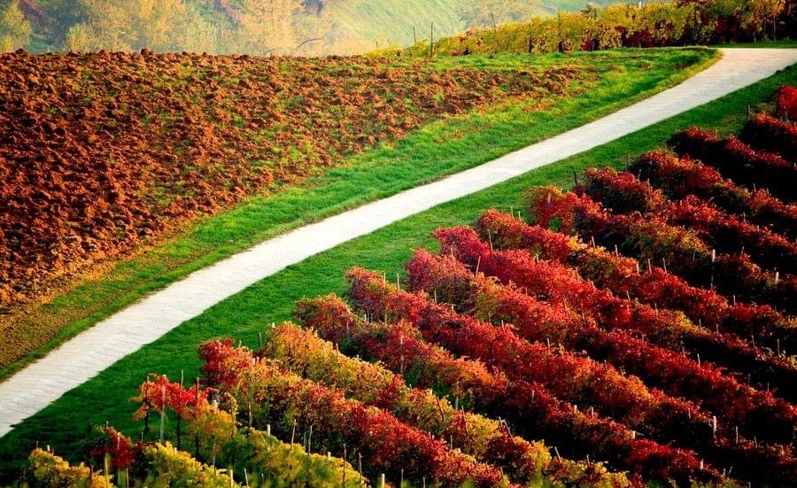 Дегустация вина Эмилии-Романьи